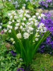Hyacinthoides hispanica wit