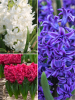 Double flowering mix