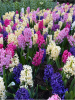 Jacinthes melange