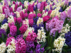 Jacinthes melange