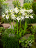 Hymenocallis ismene festalis