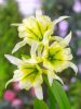 Hymenocallis sulphur queen