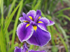Iris crystal halo ensata