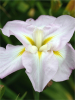 Iris lady in waiting ensata