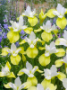 Iris butter & sugar sibirica