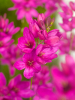 Ixia mabel