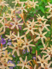 Ixia paniculata eos