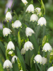 Leucojum aestivum