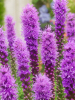 Liatris spicata