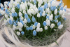 Muscari gemengd