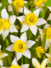 Lobularis (wilde narcis)