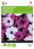 Osteospermum akila melange