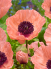 Papaver helen elisabeth