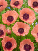 Papaver helen elisabeth
