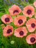 Papaver helen elisabeth