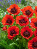 Papaver turkenlouis orientale