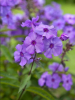 Phlox blue paradise