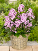 Phlox bright eyes