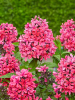 Phlox starfire