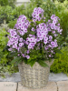 Phlox europe paniculata