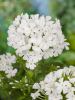 Phlox white admiral