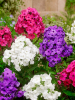 Phlox paniculata mixed