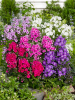 Phlox paniculata gemengd