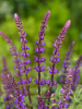 Salvia nemorosa caradonna