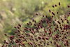 Sanguisorba tanna officinalis