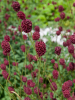 Sanguisorba tanna officinalis