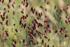 Sanguisorba tanna officinalis