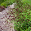 Sanguisorba tanna officinalis
