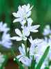 Scilla mischt. tubergeniana