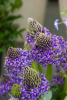 Scilla peruviana