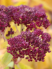 Sedum magical lizzy