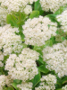 Sedum spectabile stardust