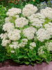 Sedum spectabile stardust