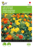 French marigold bonita