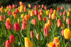 Apeldoorn gemengd