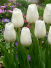 Catherina