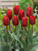 Couleur cardinal