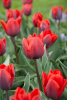 Couleur cardinal
