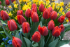 Couleur cardinal