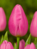 Jumbo pink
