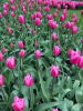 Jumbo pink