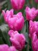 Jumbo pink