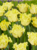 Lemon shoot