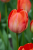 Orange van eijk