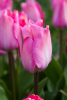 Pink sound