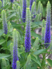 Veronica spicata ulster dwarf blue